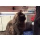 Maine Coon - Katze