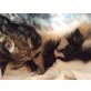 Maine Coon - Katze