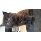 Maine Coon - Katze