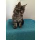 Maine Coon - Katze