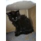 Maine Coon - Katze
