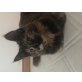 Maine Coon - Katze