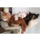 Maine Coon - Katze