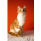 Maine Coon - Katze