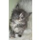 Maine Coon - Katze