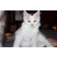 Maine Coon - Katze