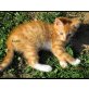 Maine Coon - Katze
