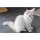 Maine Coon - Katze