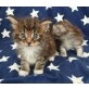Maine Coon - Katze