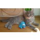 Maine Coon - Katze