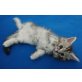 Maine Coon - Katze