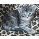 Maine Coon - Katze