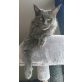 Maine Coon - Katze