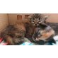 Maine Coon - Katze