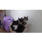 Maine Coon - Katze