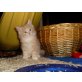 Maine Coon - Katze