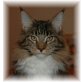 Maine Coon - Katze
