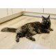 Maine Coon - Katze