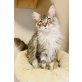 Maine Coon - Katze
