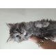 Maine Coon - Katze