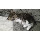 Maine Coon - Katze