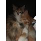 Maine Coon - Katze