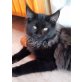 Maine Coon - Katze