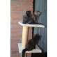Maine Coon - Katze