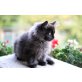Maine Coon - Katze