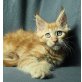 Maine Coon - Katze