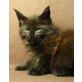 Maine Coon - Katze