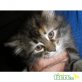 Maine Coon - Katze