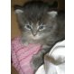 Maine Coon - Katze