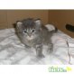 Maine Coon - Katze