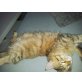 Maine Coon - Katze