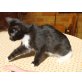 Maine Coon - Katze