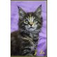 Maine Coon - Katze