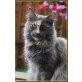 Maine Coon - Katze