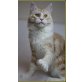Maine Coon - Katze