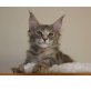 Maine Coon - Katze