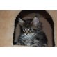 Maine Coon - Katze