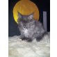 Maine Coon - Katze