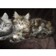 Maine Coon - Katze