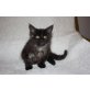Maine Coon - Katze