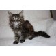 Maine Coon - Katze