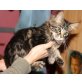 Maine Coon - Katze
