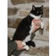 Maine Coon - Katze