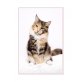 Maine Coon - Katze