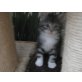 Maine Coon - Katze