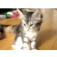 Maine Coon - Katze